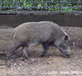 Boar, Hamamatsu Zoo