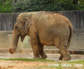 Asian Elephant, Hamamatsu Zoo
