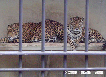 Jaguar, Hamamatsu Zoo