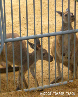 Kangaroo, Hamamatsu Zoo