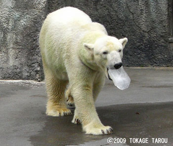 Polar Bear, Hamamatsu Zoo