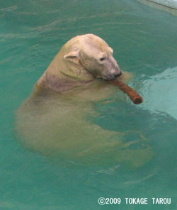 Polar Bear, Hamamatsu Zoo