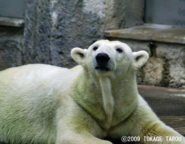 Polar Bear, Hamamatsu Zoo