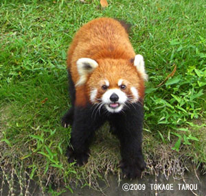Red Panda, Hamamatsu Zoo