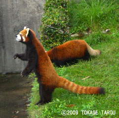 Red Panda, Hamamatsu Zoo