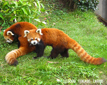 Red Panda, Hamamatsu Zoo
