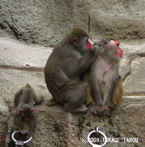 Monkey Mountain, Hamamatsu Zoo