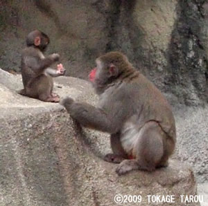 Monkey Mountain, Hamamatsu Zoo