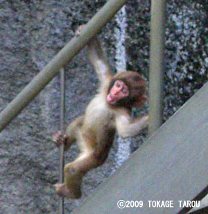 Monkey Mountain, Hamamatsu Zoo