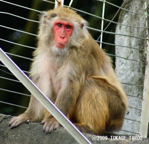 Monkey Mountain, Hamamatsu Zoo