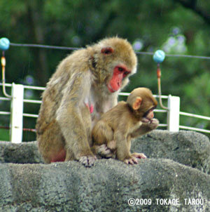 Monkey Mountain, Hamamatsu Zoo