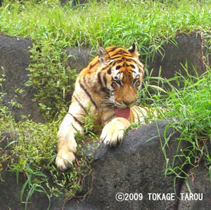 Amur Tiger, Hamamatsu Zoo