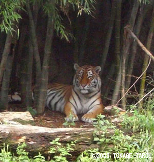 Amur Tiger, Hamamatsu Zoo