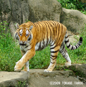 Amur Tiger, Hamamatsu Zoo
