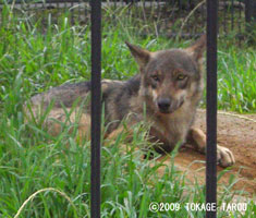European Wolf, Hamamatsu Zoo
