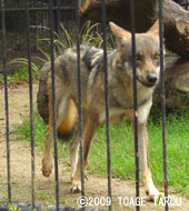 European Wolf, Hamamatsu Zoo