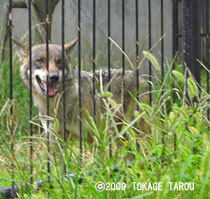 European Wolf, Hamamatsu Zoo
