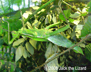 Jungle Nymph, Higashiyama Zoo & Botanical Gardens