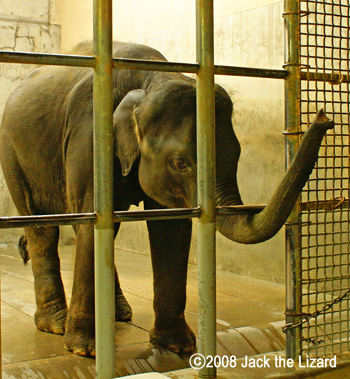 Young Elephant, Higashiyama Zoo & Botanical Gardens