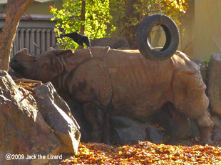 Indian Rhinoceros, Higashiyama Zoo & Botanical Garden