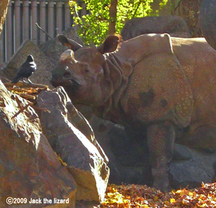 Indian Rhinoceros, Higashiyama Zoo & Botanical Garden