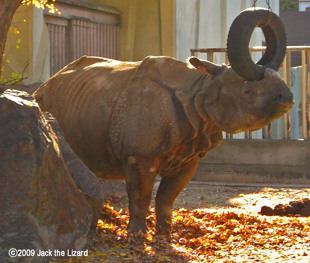 Indian Rhinoceros, Higashiyama Zoo & Botanical Garden