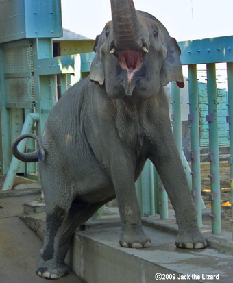 Indian Elephant, Higashiyama Zoo & Botanical Garden