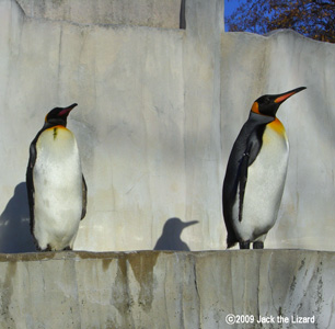 King Penguin, Higashiyama Zoo & Botanical Garden