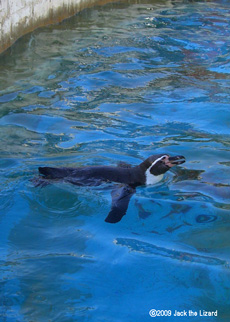 Penguin, Higashiyama Zoo & Botanical Garden