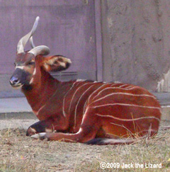 Bongo, Higashiyama Zoo & Botanical Garden