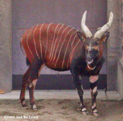 Bongo, Higashiyama Zoo & Botanical Garden