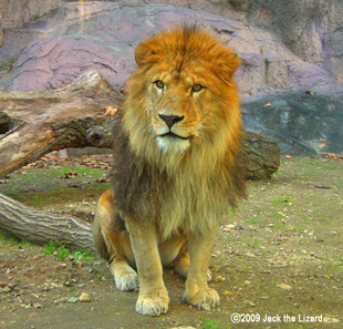 Lion, Higashiyama Zoo & Botanical Garden