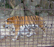 Siberian Tiger, Higashiyama Zoo & Botanical Garden