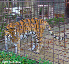 Siberian Tiger, Higashiyama Zoo & Botanical Garden