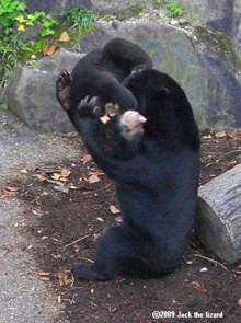 Sun Bear, Higashiyama Zoo & Botanical Garden