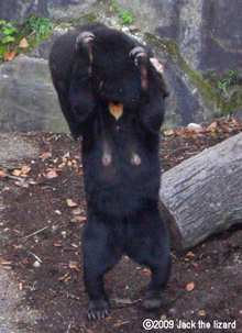 Sun Bear, Higashiyama Zoo & Botanical Garden