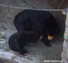 Sun Bear, Higashiyama Zoo & Botanical Garden