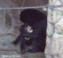 Sun Bear, Higashiyama Zoo & Botanical Garden