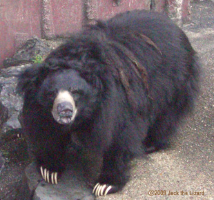 Sloth Bear, Higashiyama Zoo & Botanical Garden