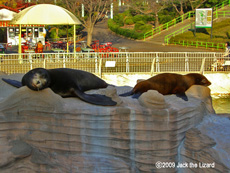 California Sea Lion, Higashiyama Zoo & Botanical Garden