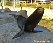 California Sea Lion, Higashiyama Zoo & Botanical Garden