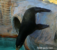 California Sea Lion, Higashiyama Zoo & Botanical Garden
