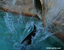 California Sea Lion, Higashiyama Zoo & Botanical Garden