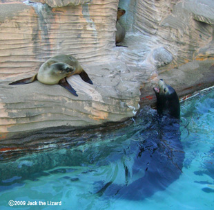 California Sea Lion, Higashiyama Zoo & Botanical Garden