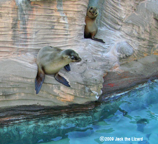 California Sea Lion, Higashiyama Zoo & Botanical Garden