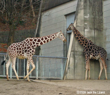 Giraffe, Higashiyama Zoo & Botanical Garden