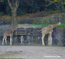 Giraffe, Higashiyama Zoo & Botanical Garden