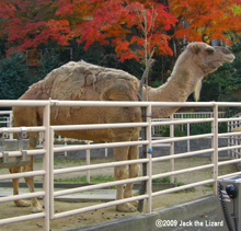 Arabian Camel, Higashiyama Zoo & Botanical Garden