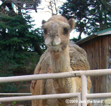 Arabian Camel, Higashiyama Zoo & Botanical Garden