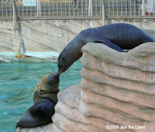 California Sea Lion, Higashiyama Zoo & Botanical Garden